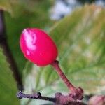 Viburnum wrightii Gyümölcs