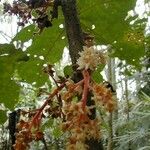 Acropogon grandiflorus Flower