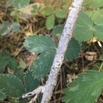 Ribes inerme Corteza