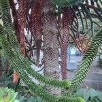 Araucaria araucana Blatt