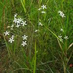 Sabatia brevifolia Habitus