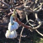 Edgeworthia tomentosa Costuma