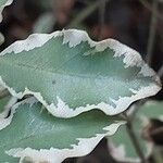 Pittosporum tenuifolium Leaf