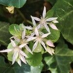 Sedum glaucophyllum Квітка