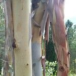 Eucalyptus gunnii Koor