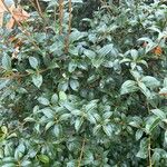 Osmanthus × burkwoodii Листок