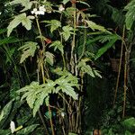 Begonia platanifolia 形态