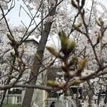 Prunus × yedoensis Bark