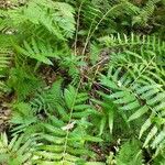 Osmundastrum cinnamomeum Leaf