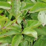 Paeonia lactiflora Leaf
