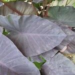 Colocasia esculentaBlatt