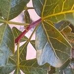 Searsia tripartita Other