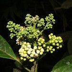 Ocotea dendrodaphne Цвят