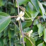 Capparis quiniflora Kvet