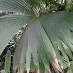 Carludovica palmata পাতা