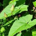 Calystegia silvatica Yaprak