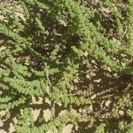 Traganum moquinii Hoja