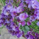 Limonium vulgareÇiçek