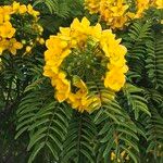 Senna petersiana Flower