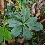 Daphne pontica Leaf