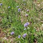 Globularia vulgaris Fiore