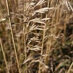 Bromus inermis Fruit