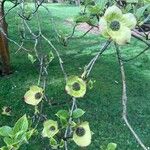 Cornus nuttallii Blomst