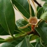 Magnolia virginiana പുഷ്പം