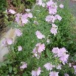 Malva alcea Habit