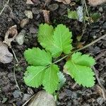 Pimpinella saxifraga Blad