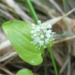 Maianthemum bifolium ফুল