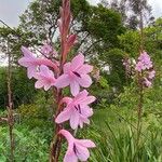 Watsonia borbonica Çiçek