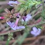 Plumbago europaea Flower