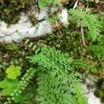 Cystopteris alpina Лист