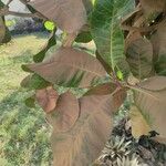 Anacardium occidentaleYaprak