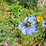 Nigella hispanica Квітка