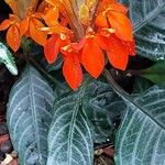 Aphelandra aurantiaca Çiçek