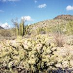 Cylindropuntia acanthocarpa Kéreg