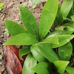 Brackenridgea arenaria Лист
