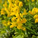 Genista lydia Lorea