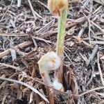 Osmunda regalis Blad