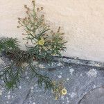 Conyza bonariensis 花