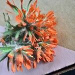 Castilleja hispida Blüte