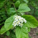 Pourthiaea villosa Blüte