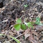 Desmodium triflorum Лист