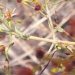 Hypericum triquetrifolium Bark