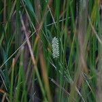 Eleocharis interstincta Inny