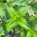 Zinnia elegans Листок