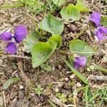 Viola sororia অভ্যাস