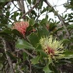 Banksia ilicifolia Flower